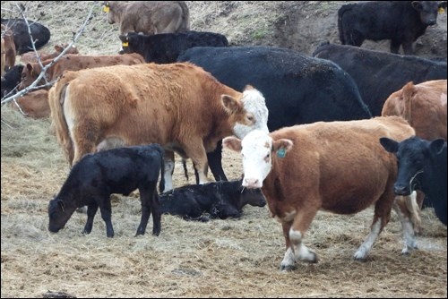 cow calf pic