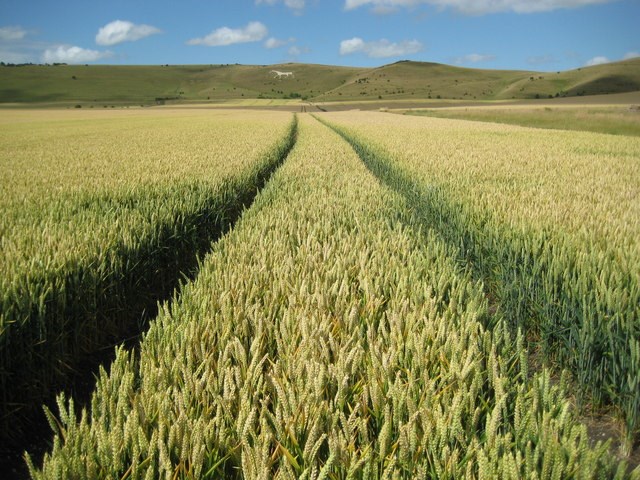 farm