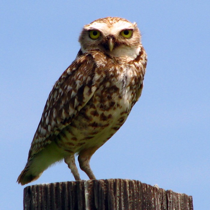 Burrowing Owl