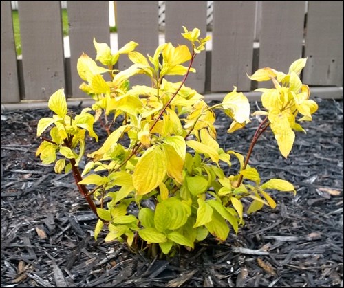 Neon Burst Dogwood