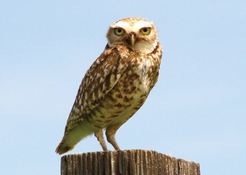 Burrowing Owl