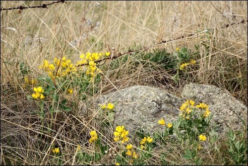 The rapidly changing prairie landscape has moved on from crocuses to buffalo beans as suddenly we're poised to move into June. Photos by Louise Lundberg