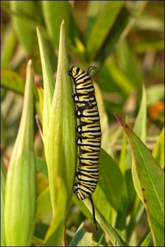 A Monarch caterpillar.