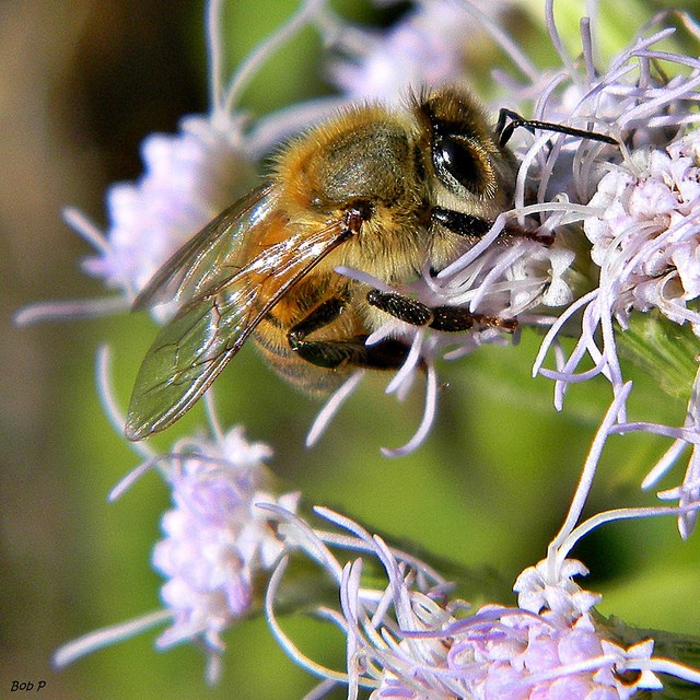 Bee