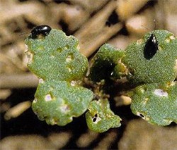 Flea Beetle