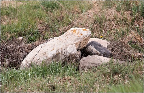 Froggle Rock? — Bet you had a second look at this one!  No, it's not a frog, but a big rock out in the Landis area. Kind of looks like a Frog-gle-rock, wouldn't you agree?  What theme song is playing in your mind right now? Photo by Alicia LeClerq