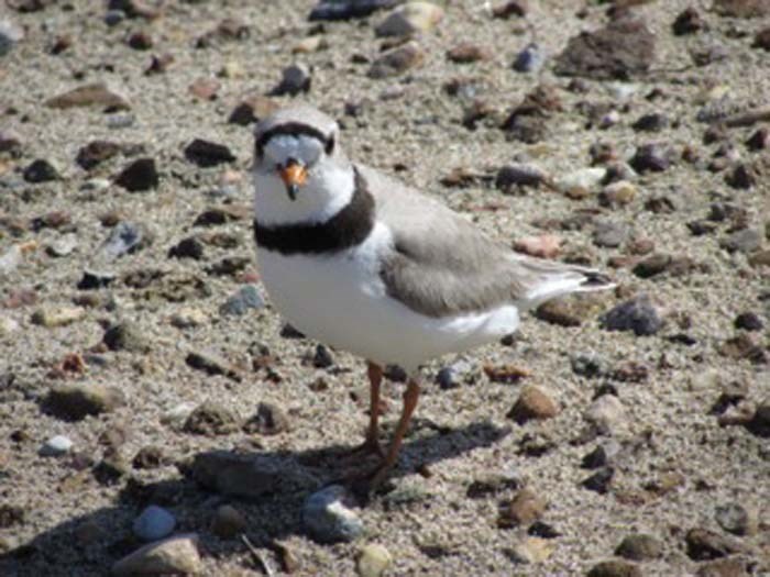 Piping Plover