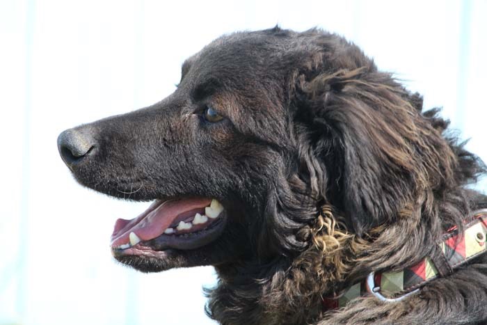 Hey there, my name’s Curly. I’m an 8 month old neutered male retriever cross. I’m very energetic and I’ll be your best friend forever, I just need to join your loving, responsible home. To learn more come visit the SPCA or call 306-783-4080.
