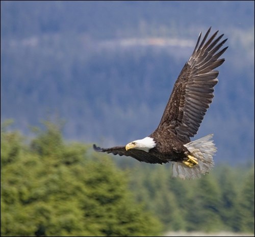 eagle