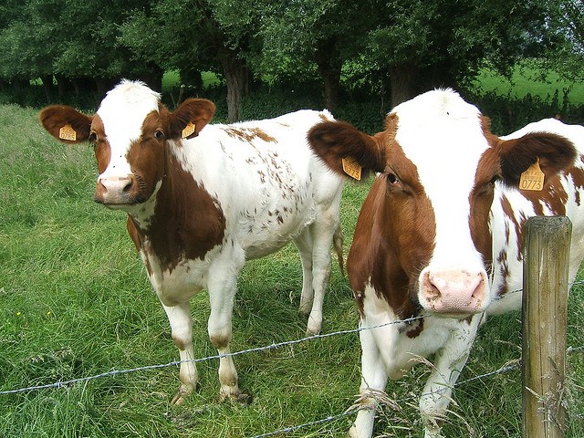 cows