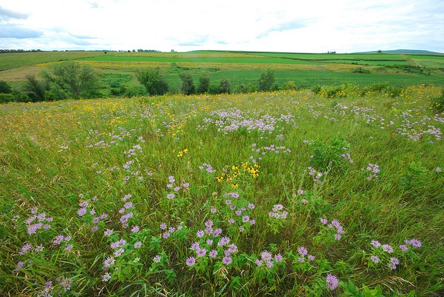 prairie