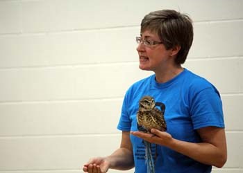 Burrowing Owl
