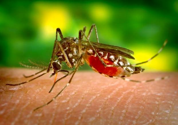 West Nile Virus