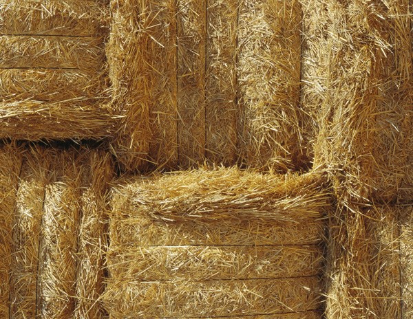 crop report