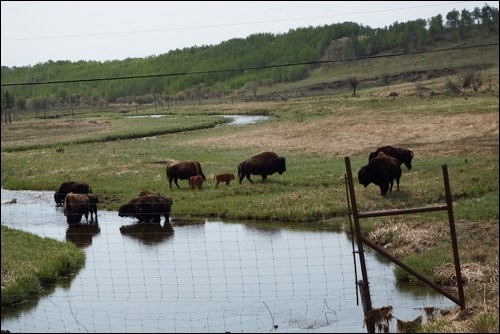 bison pic