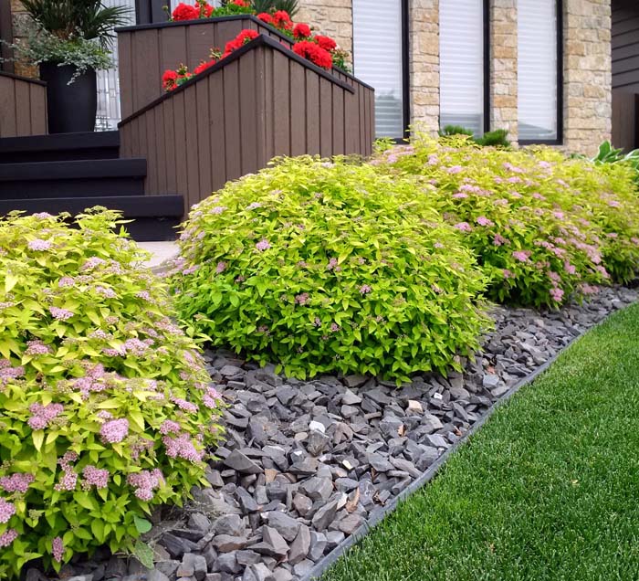 Image of Red osier dogwood and golden creeping jenny