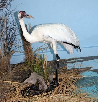 A whooping crane is the centrepiece of the new nature preserve exhibit housed in the Vic Pearsall Wing of the Luseland Museum. Other than the Royal Saskatchewan Museum in Regina, the Luseland Museum is the only museum in Saskatchewan to have a whooping crane specimen on display. Photos by Helena Long