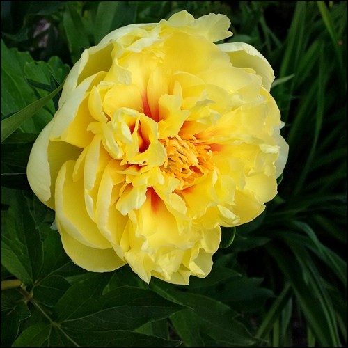 Garden Treasure. Photos by Erl Svendsen