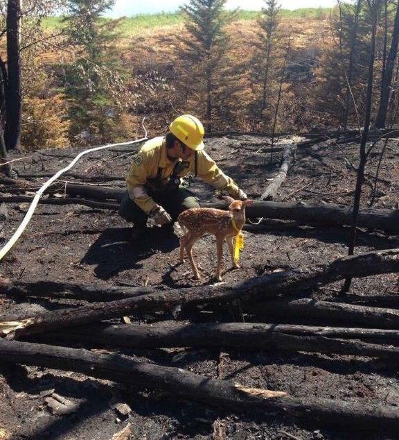 The fires continue to burn up north, and it’s not only people who are feeling the impact of the flames. Yorkton native Doug Schmidt, who is one of the Saskatchewan government employees with firefighting experience who went to La Ronge to help, found this young deer among the ashes.