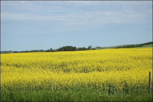 rural scene pic