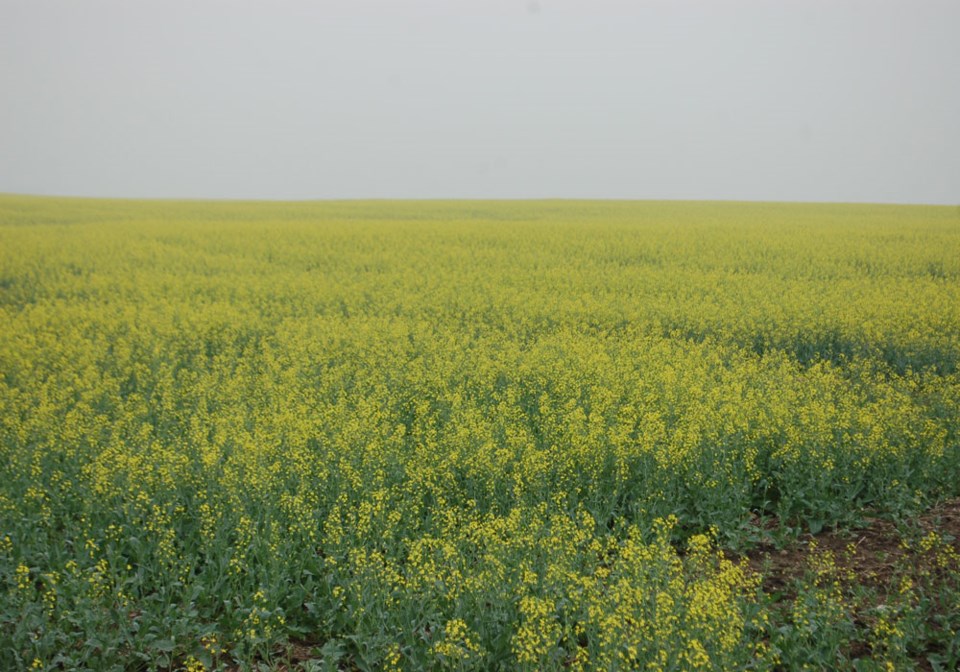 canola