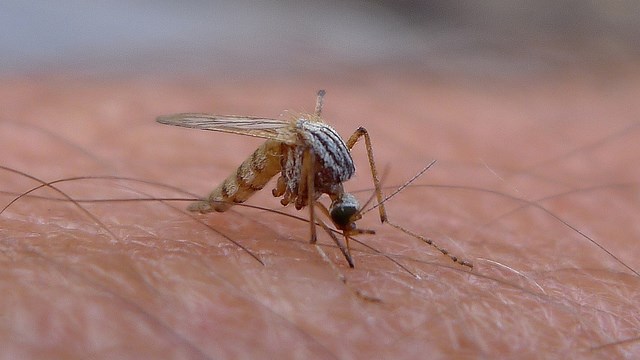 mosquinto