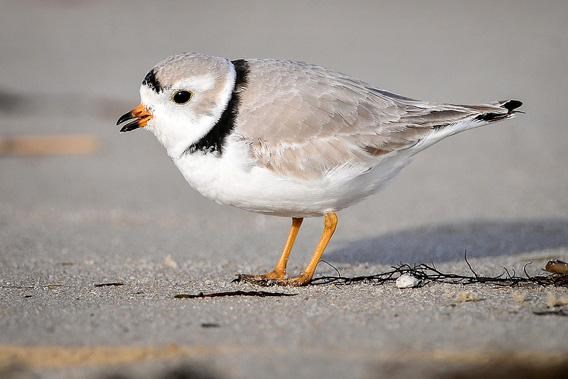 Piping Plovers