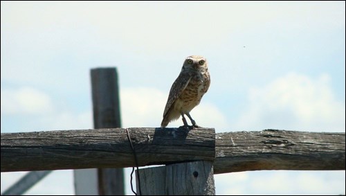 Juvenile burrowing owls are now starting to leave the nest and forage for themselves. Photo by Ashley Fortney