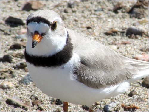 plover
