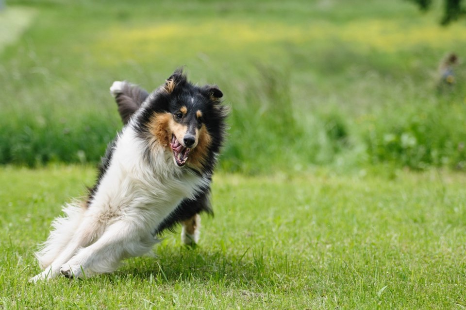dog