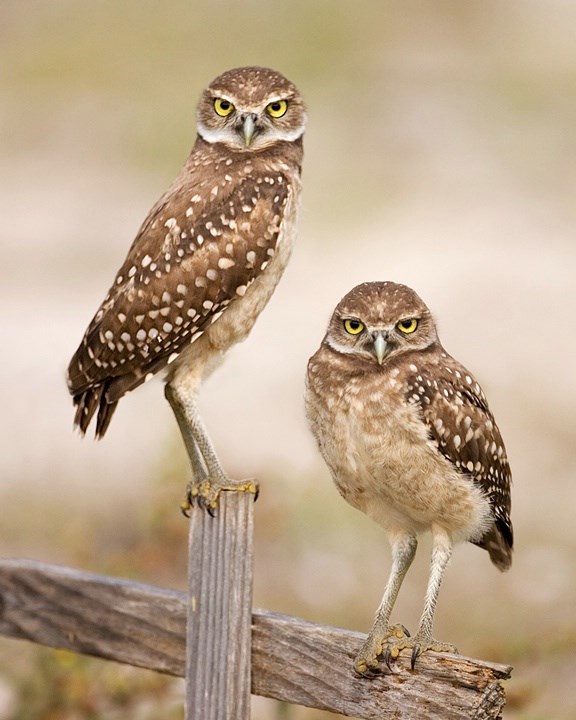 Burrowing Owl