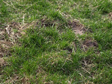 lawn pests