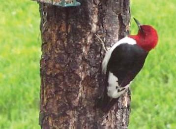 Red-headed Woodpecker