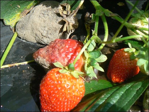 Grey mold on strawberries. Photo by Sara Wiliams