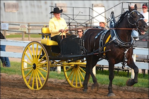 In his 80s, Mort Seaman, is expected to be showing at this year's heavy horse show at Northwest Territorial Days. Regional Optimist file photos by Brett Smith