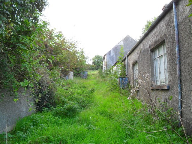 Overgrown yard