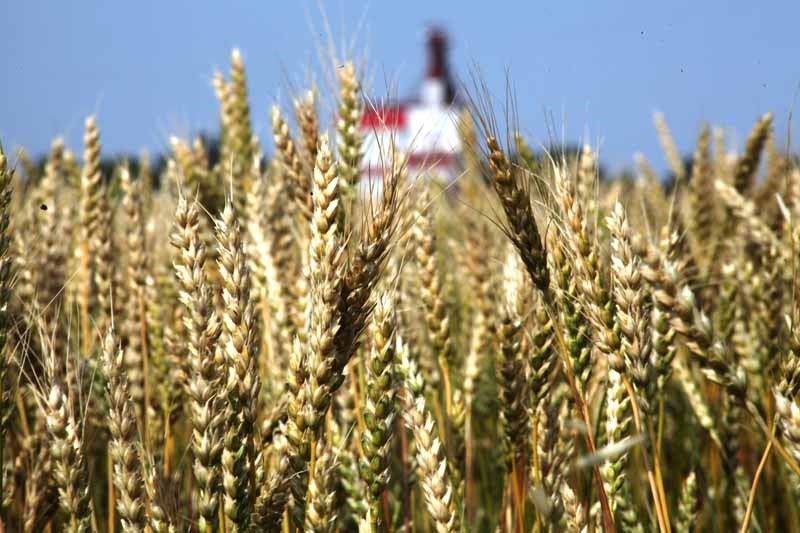 Crop Report