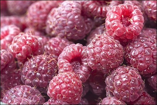 There is nothing as delicious as ripe raspberries fresh off the cane. Photo by Liz West