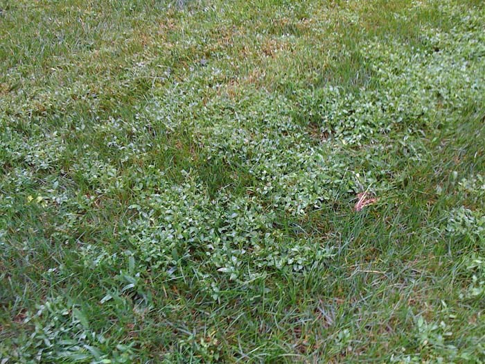 lawn weeds