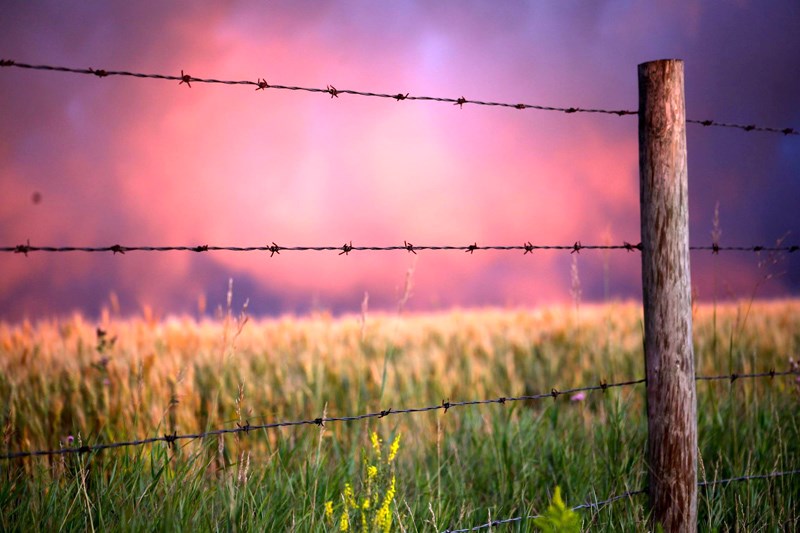 Crop Report pic