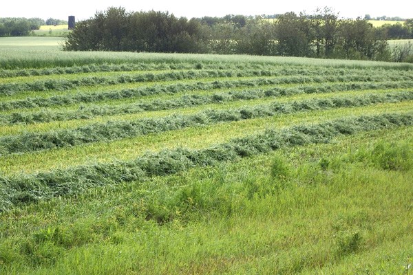 ll swaths