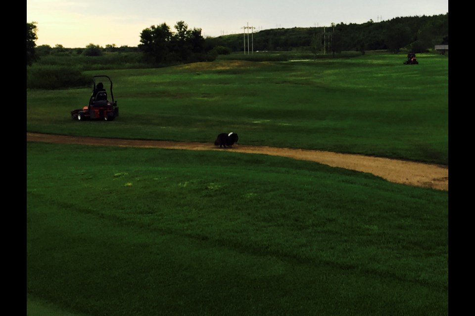 TS&M Woodlawn Golf Club greens crew members mow a fairway and rough earlier this summer. Contributed photo.