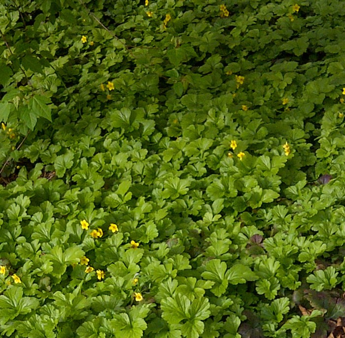 Barren Strawberry