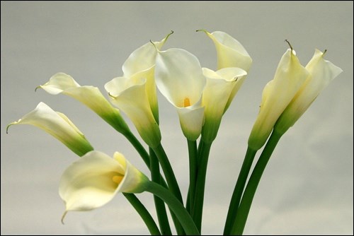 calla lily