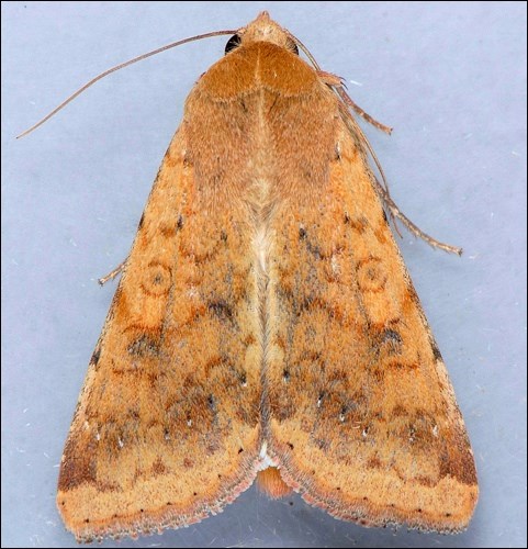 A corn earworm moth. Photo by Mark Dreilling