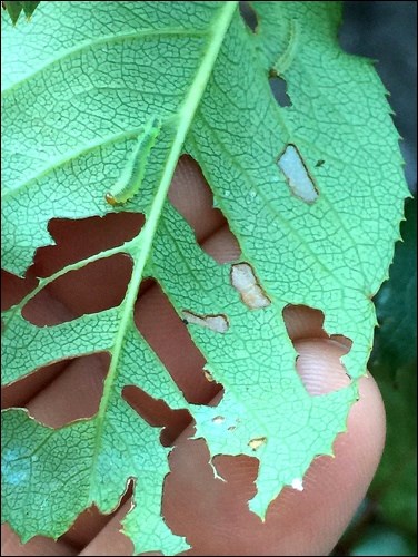 Rose sawfly damage.