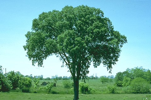 elm tree