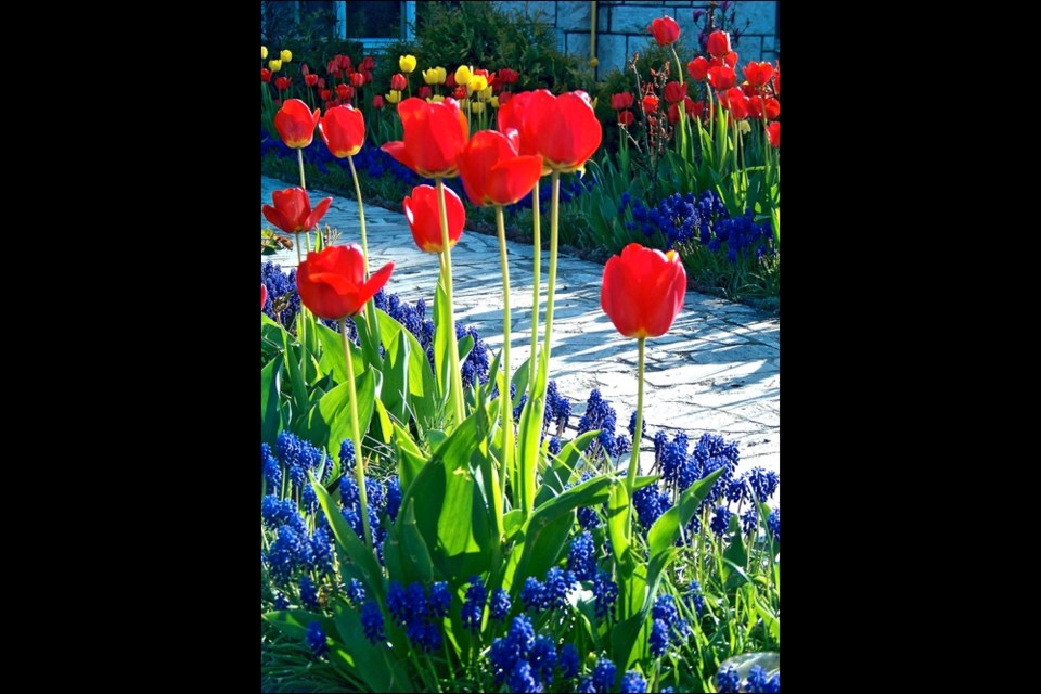 A mix of tall and short, blue and red adds drama and interest to the spring garden. Photo courtesy of Swallowtail Garden Seeds