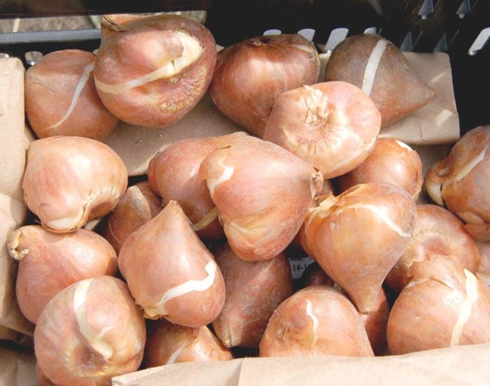 Bulbs