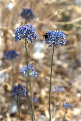 Allium caeruleum, Photo by Gustav Svensson